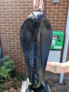 A pair of resin based, cobra styled, candlesticks in great condition.